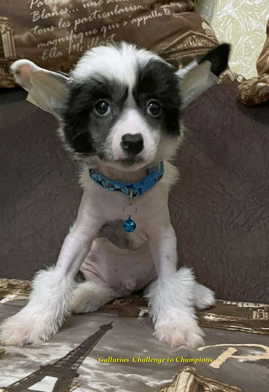 Gallurius  Challenge to Champions