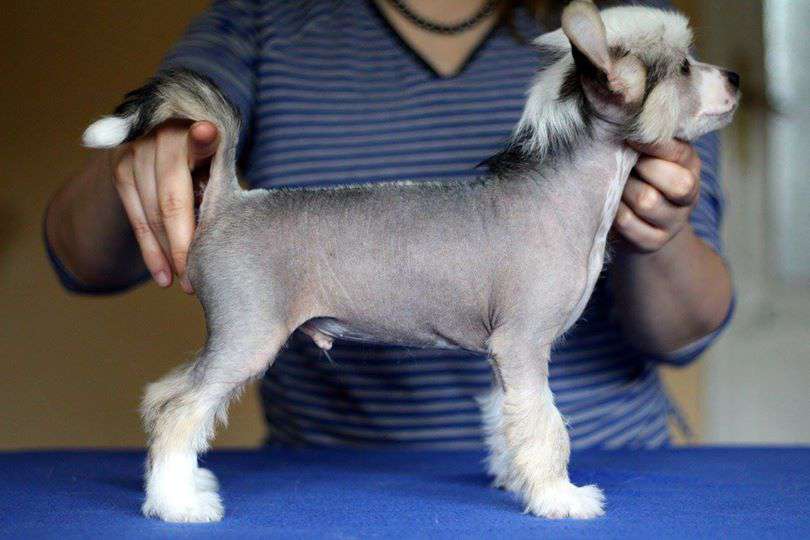 Secret Lover Rosa Thea Fci