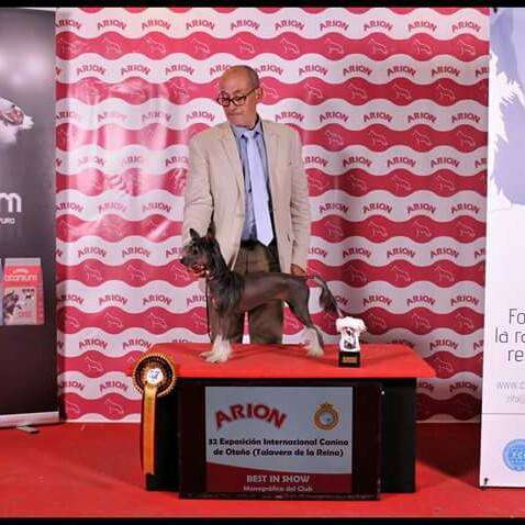 American star de Almamasan