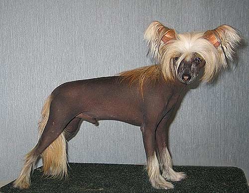 Volshebnaja Loshadka Bady