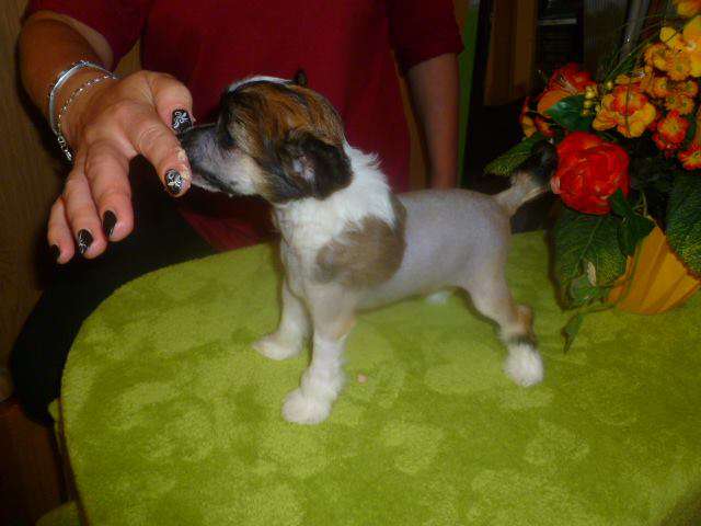 Azalee Domestic Angel