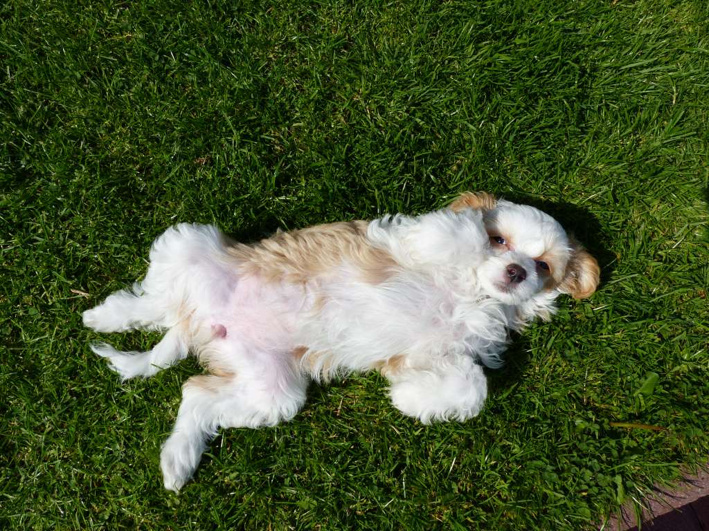 Falina vom Apfelland