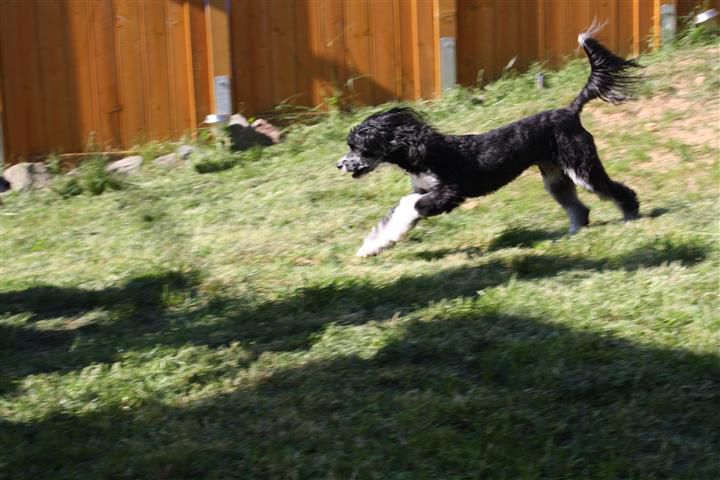 Alice Princess of Twilight Diamonds