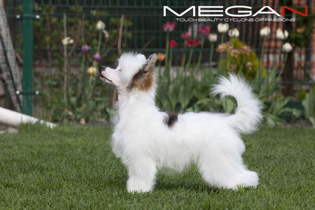 Touch Beauty Cyclone of Passions