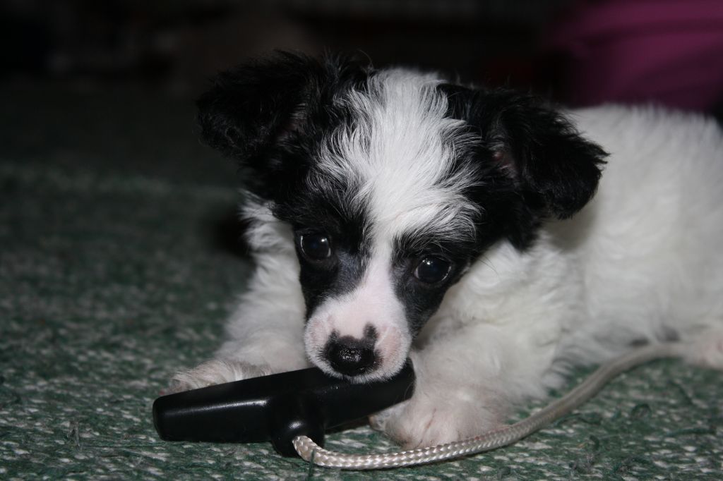 Magic Trick's Snowflake