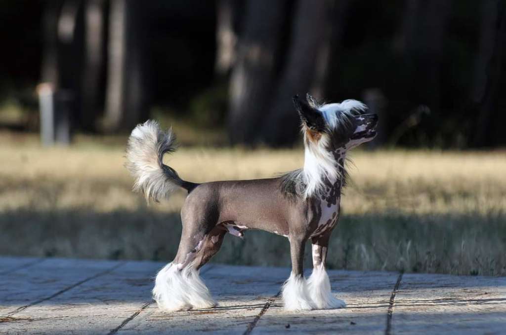 Jean Dark Guess Again