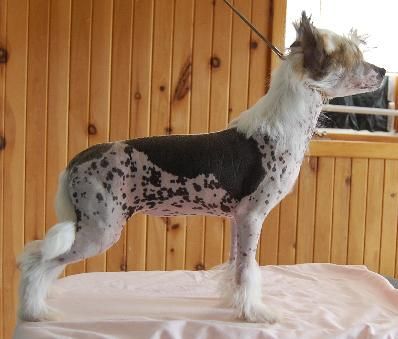 Crestyle Mercedes HL