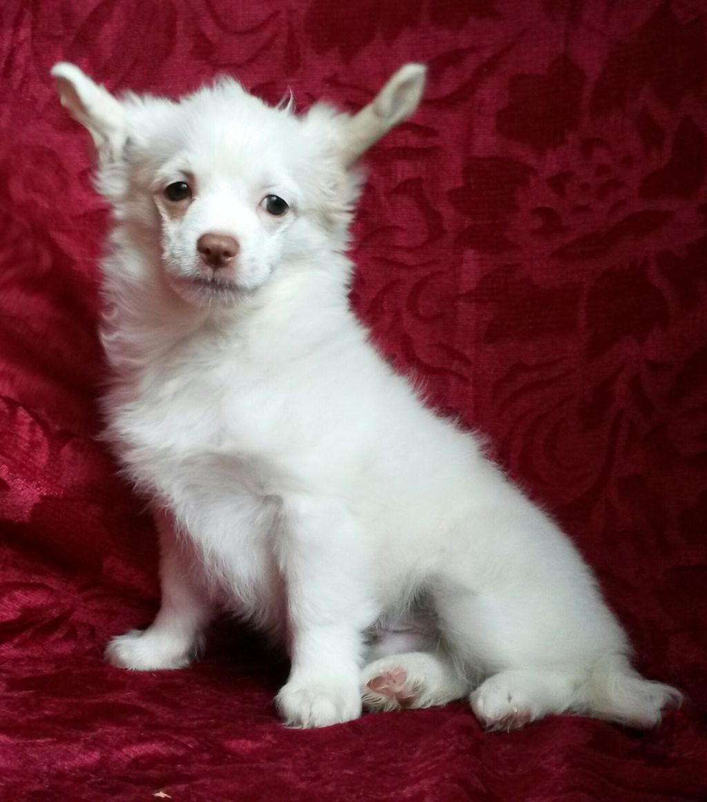 Belyj Shokolad Mindzh