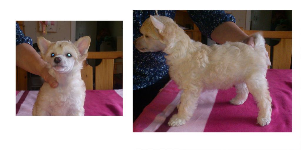 Beachcrest Goldfinger