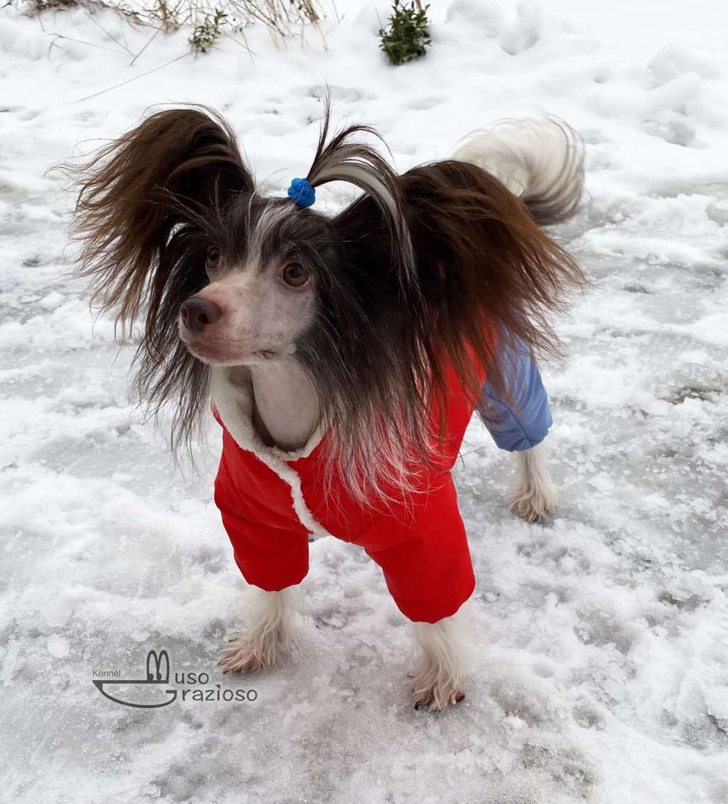 Muso Grazioso Mika Head-to-Paws Ideal