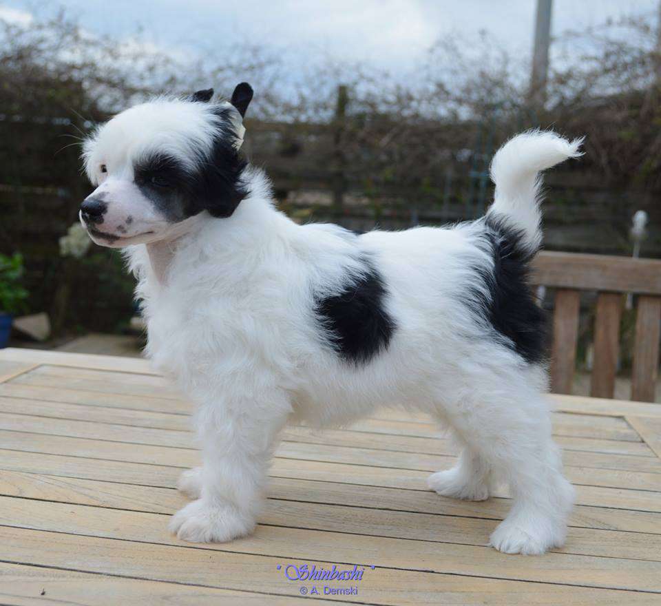 Zendaya von Shinbashi