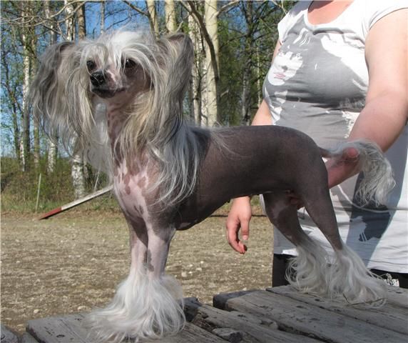 Amelion's Indira Ghandi