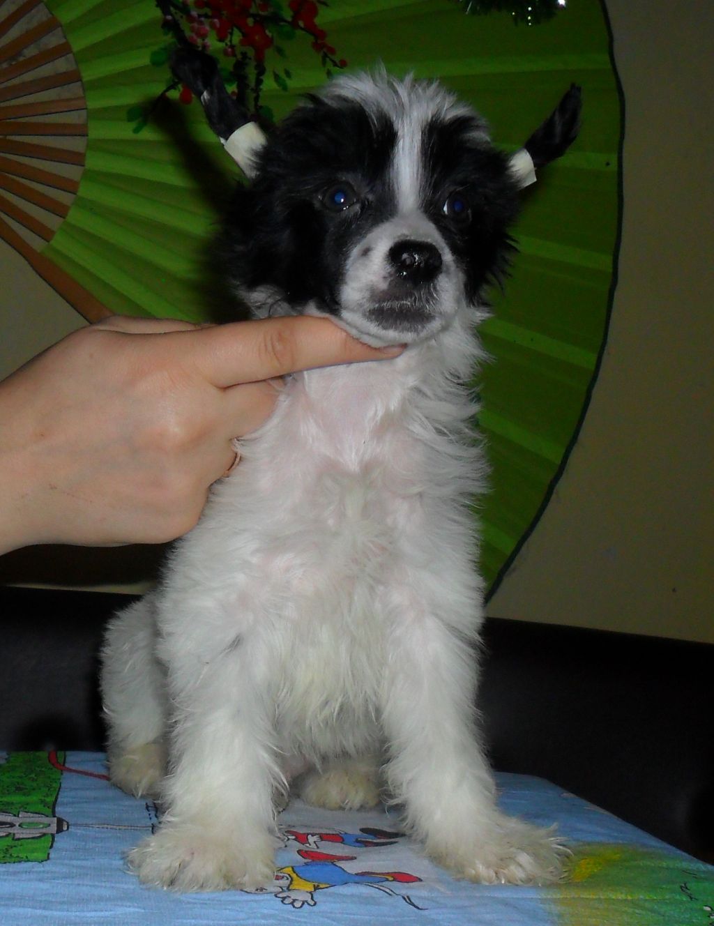 Solo Elider Brad Pitt