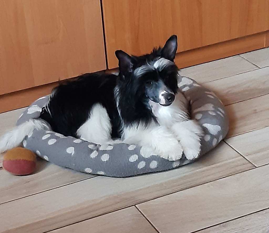 Angie Exotic World FCI