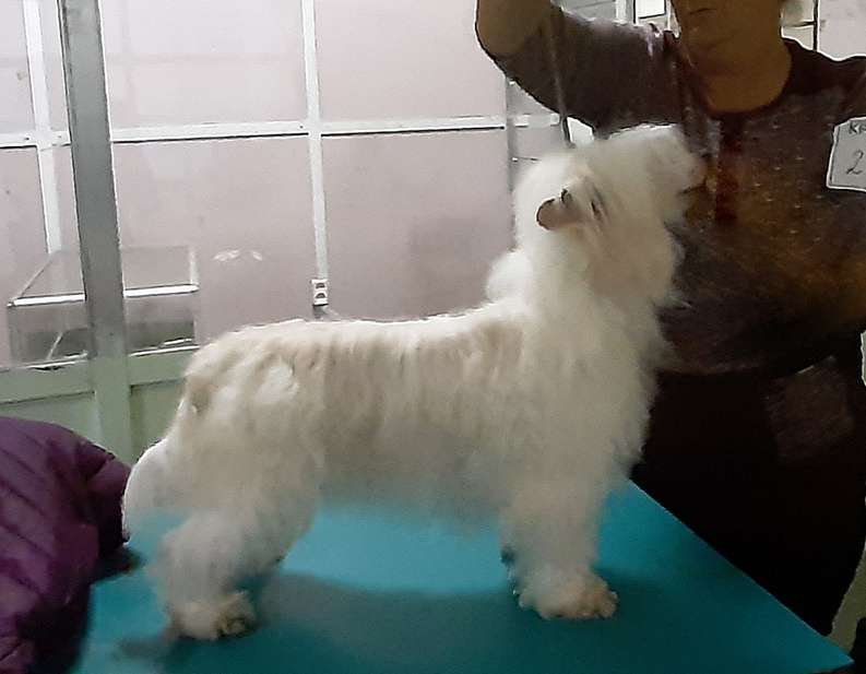 Angel O' Check letnee Solnyshko