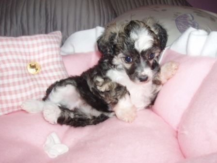 Gloria Des Picholines