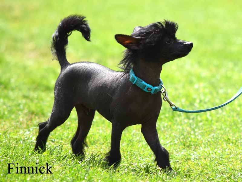 *Black Fairies* Finnick Joker from Queen of Han