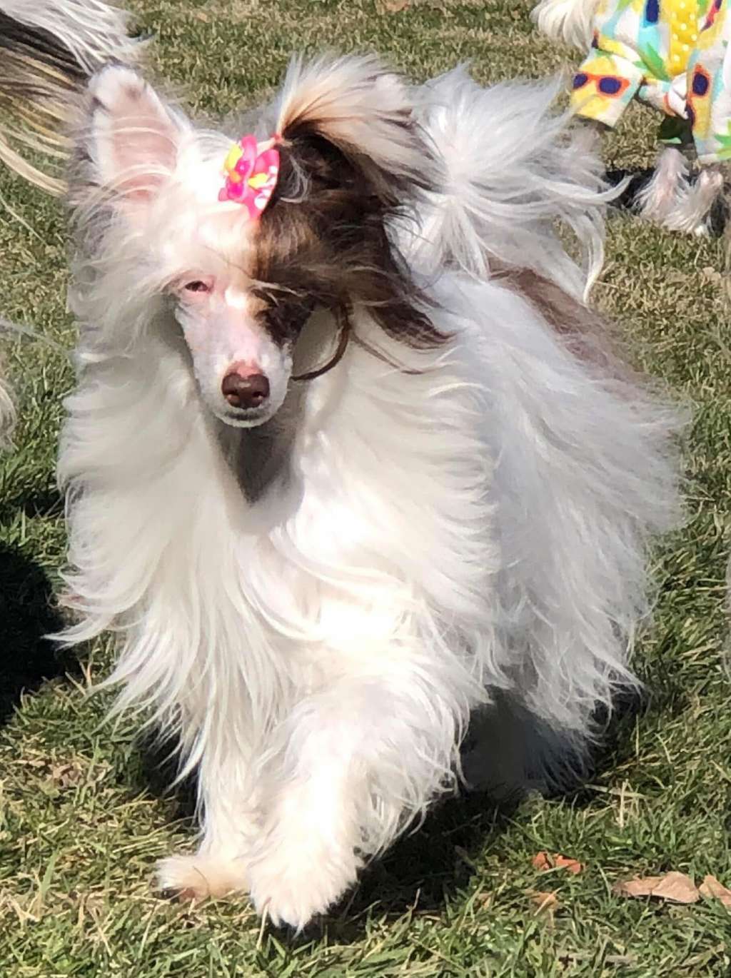 Jacqueline Blondy Furswood