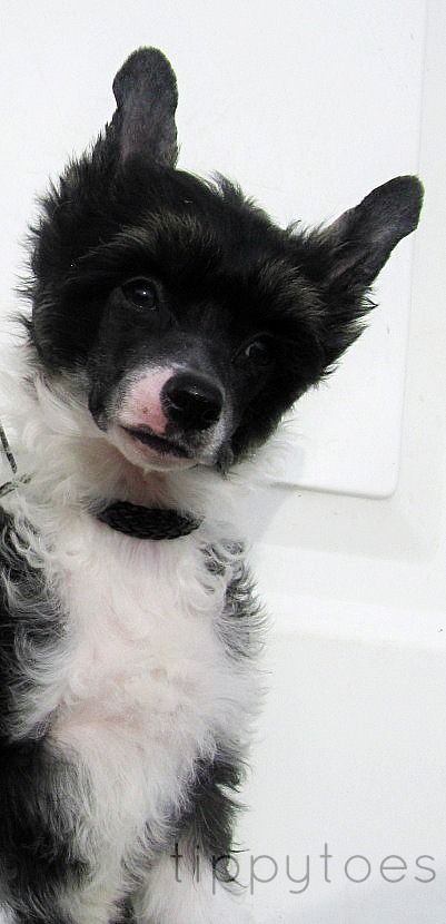 Tippytoes Pixie Dust