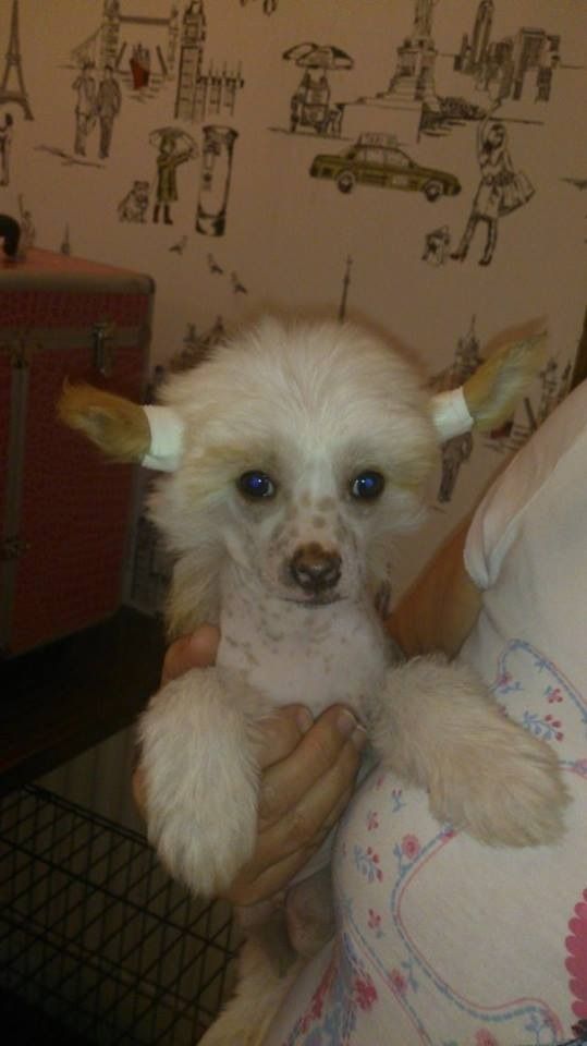 Steelthorn Pearl Angel