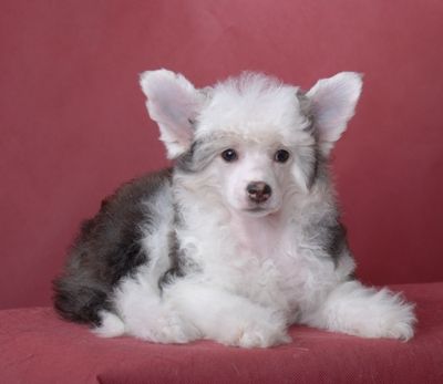 Zlato Dinastii Vizantiya