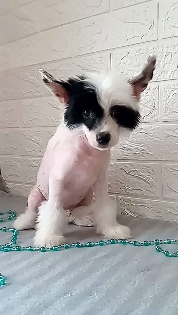 Molfar Cherished Dream