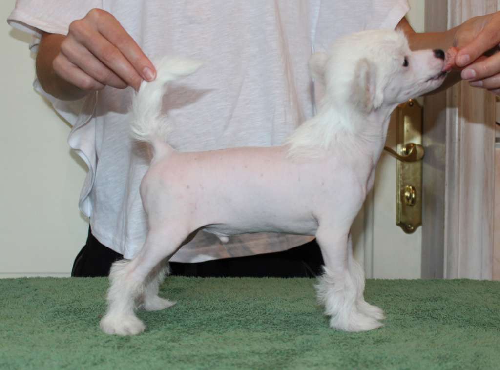 Sirocco Went Coconut Cuckoo