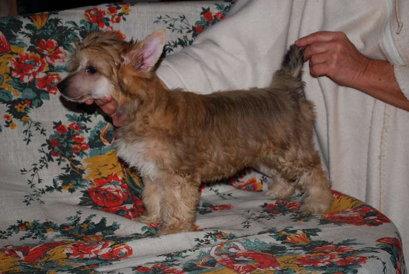 Exotic Flower Epocha