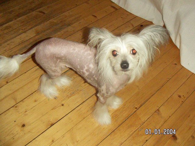   	Dogcastle's Miss Atilda