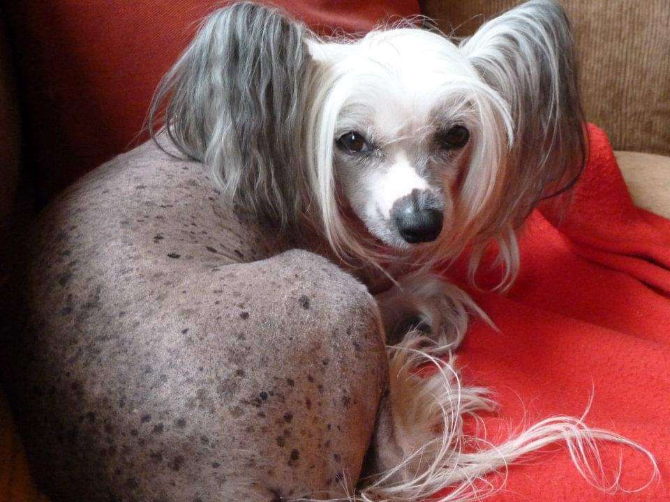 Lillefots Harry Potter