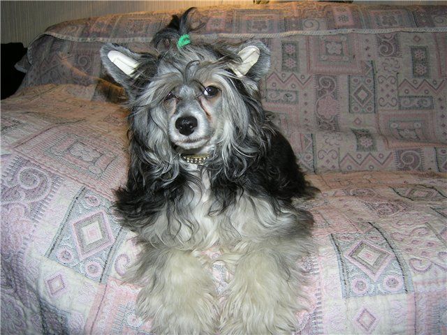 Rus Foreva Indigo Bonita