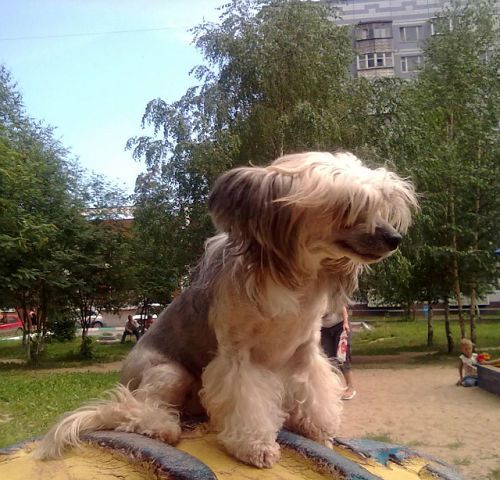 Shelcovij Shlejf  Uniya