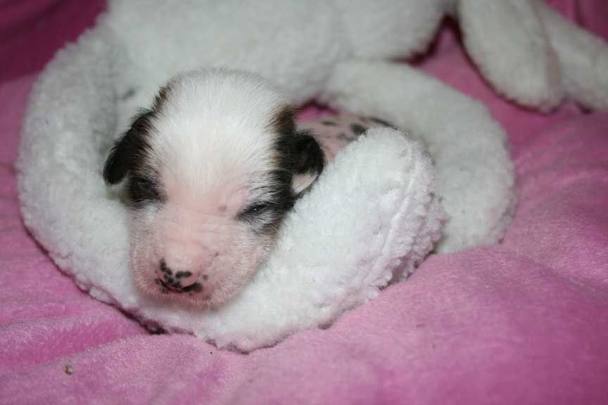 Coukai Du Pave De Varennes