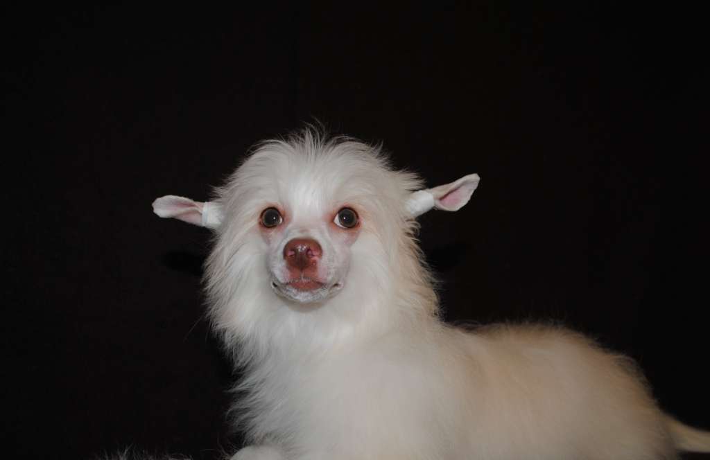 Anda Frelsis Ophelia