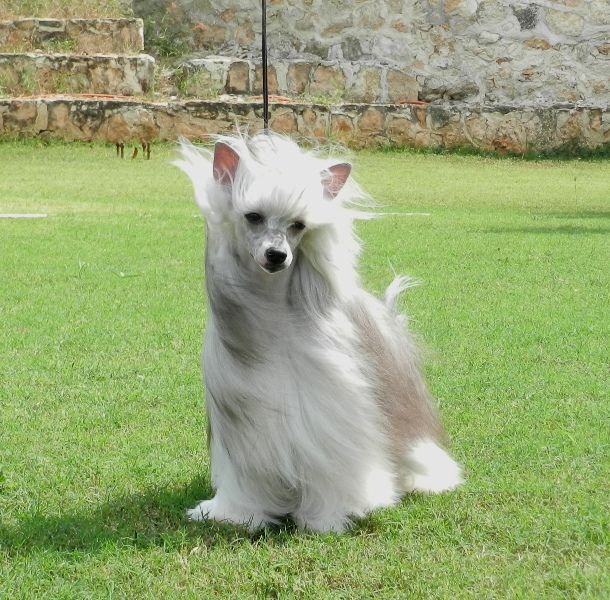 Black Beauty (Tamayo)