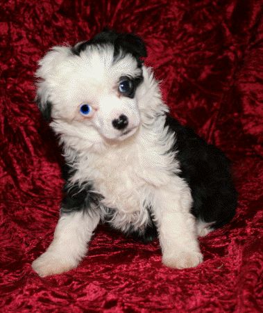 Mstical My Mini Maiden