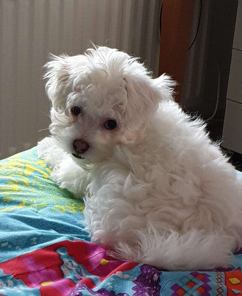 Rattaplan little Charmings