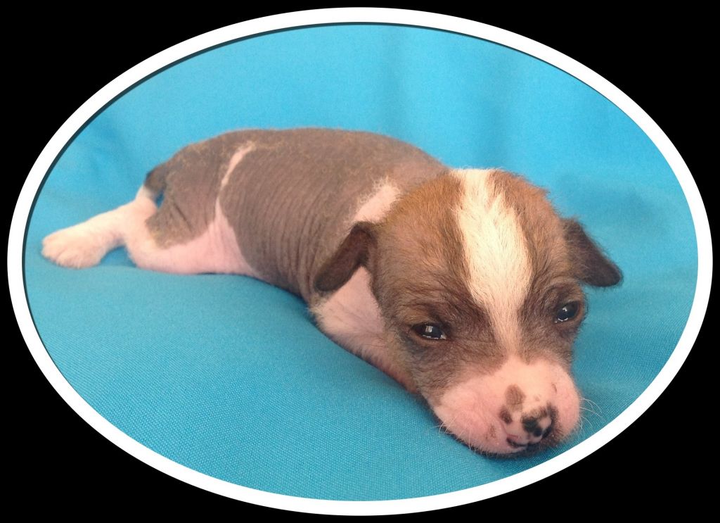 Wilddenya mystical myth