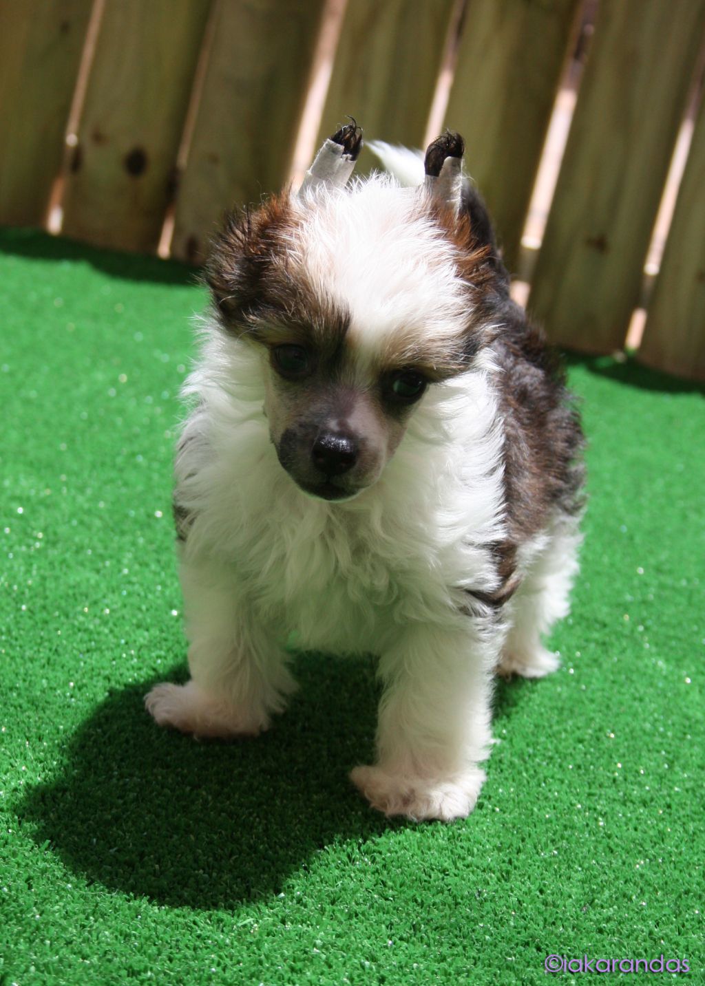 iakarandas Boys will be Boys