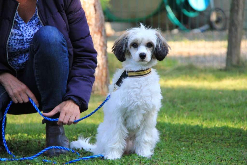 Tinklecrest Bubble Bee