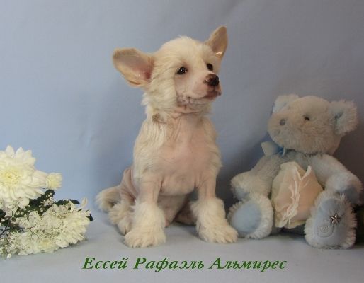 Essey Rafael Almires