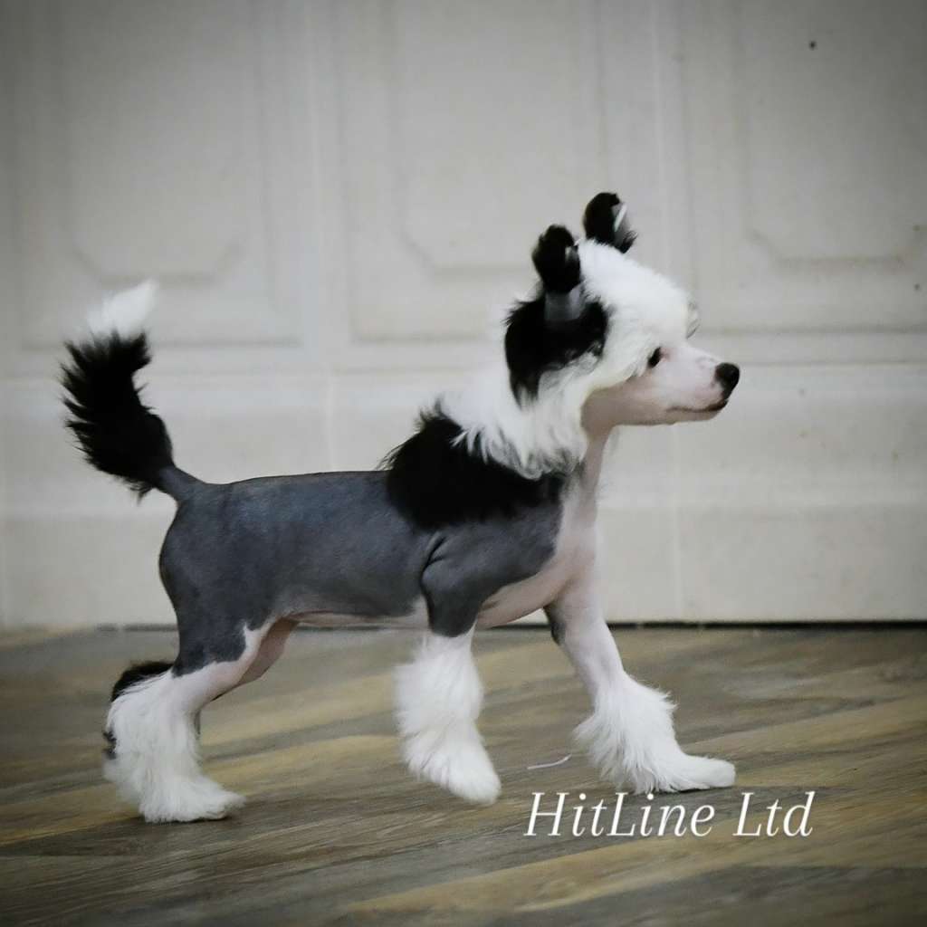 Hitline Ltd Daenerys