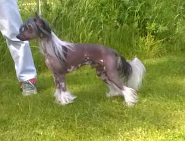 Mamres Black Eye Sly