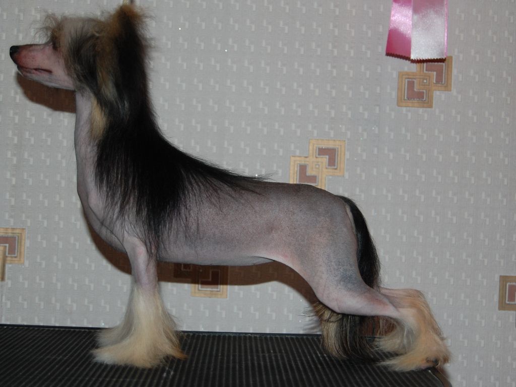 True Magnifisen Show Must Go On