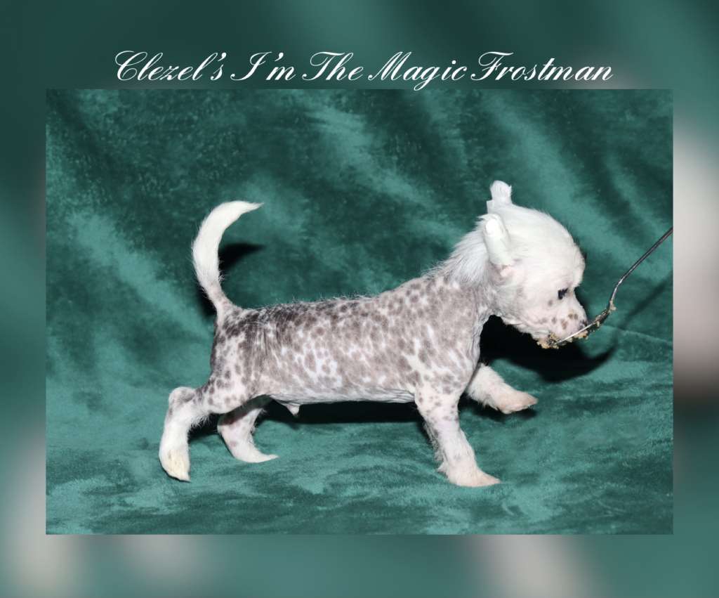 Clezel's I'm The Magic Frostman