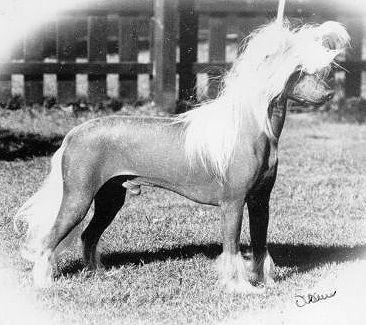 Sunchi Simply Super of Zucci