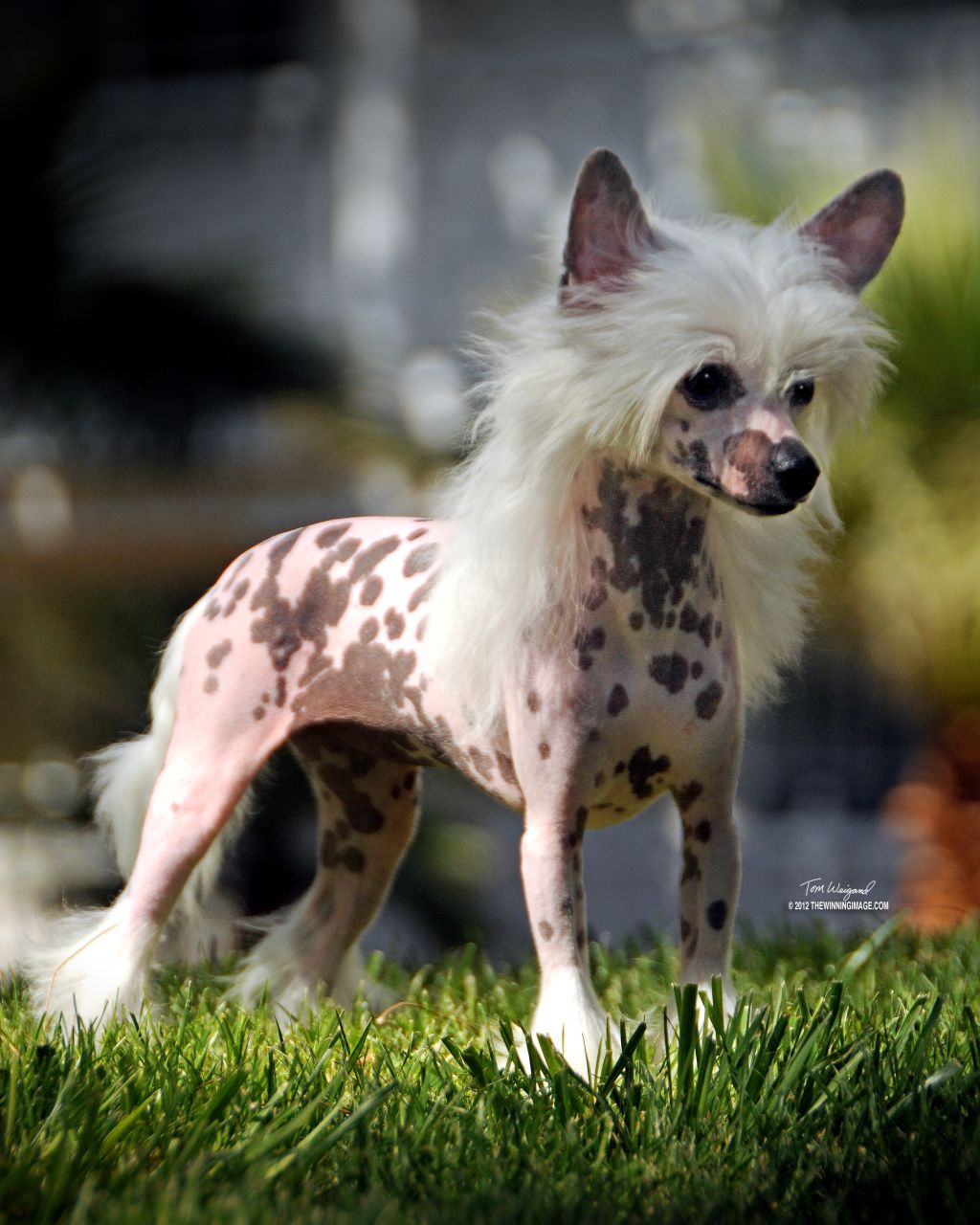 Famous Pink Martini (Spayed)