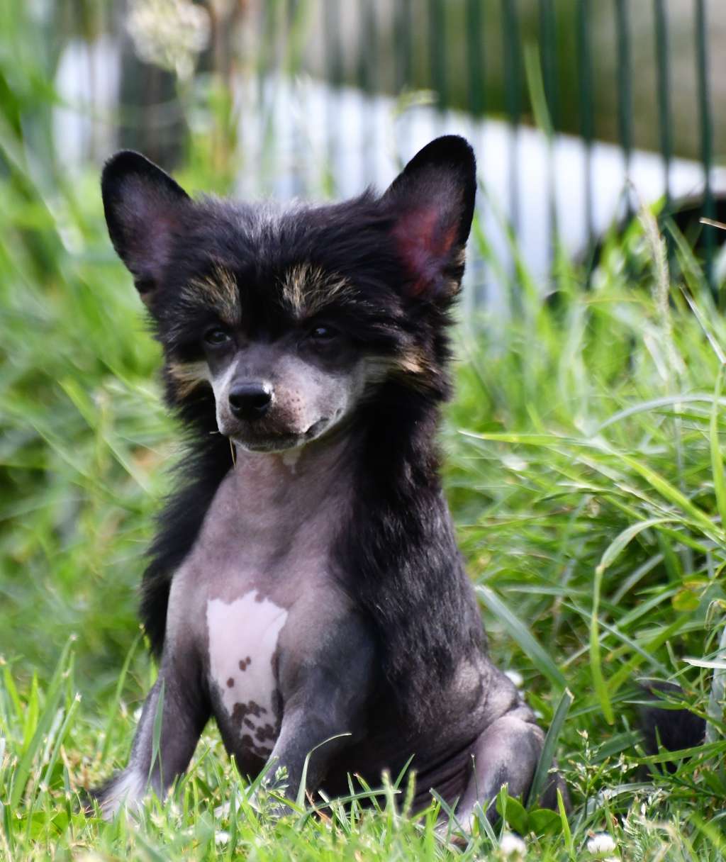 Little Dog Of Dream Only For The Fun