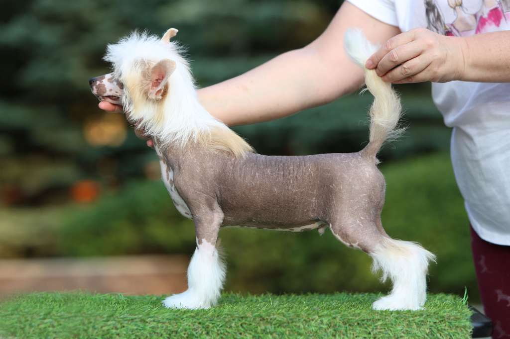 Incanto Del Mondo Gamer