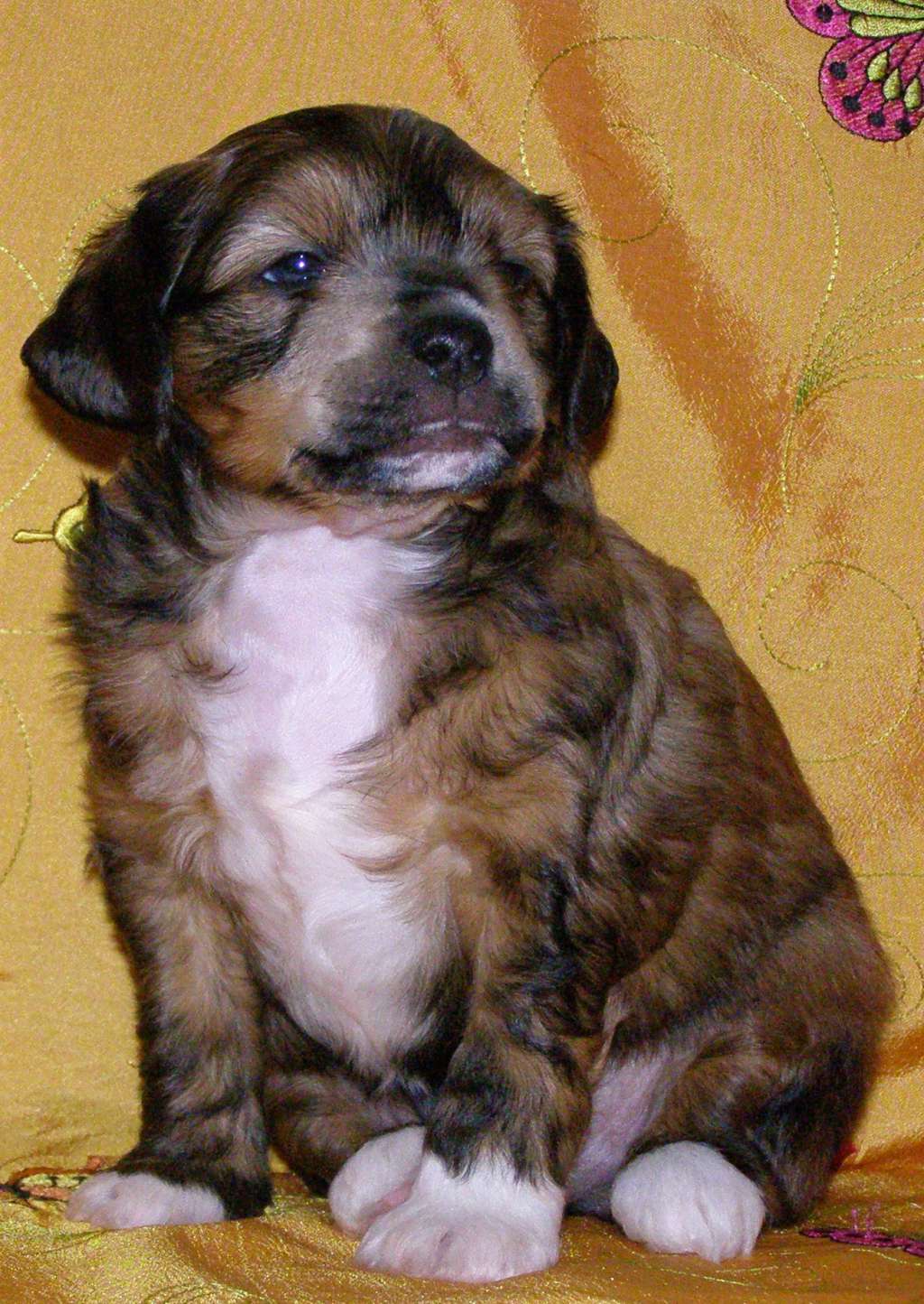 Charuyuschiy Soblazn Kardinal